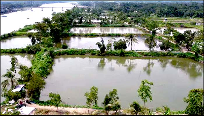 নদী ঘেরা ভোলায় এখন পুকুরের দাপট, বদলে যাচ্ছে কৃষি অর্থনীতি