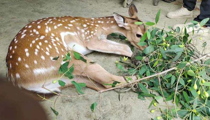 সুন্দরবনের ২ হরিণ পাথরঘাটায়