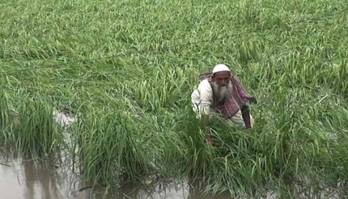 বন্যায় ক্ষতিগ্রস্ত বরিশালের ৫ জেলাসহ ৪৩ জেলা, ডুবেছে ফসল