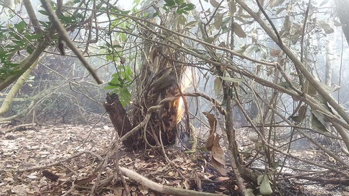 সুন্দরবনের গহিনে আগুন, ঘটনাস্থলে ফায়ার সার্ভিস