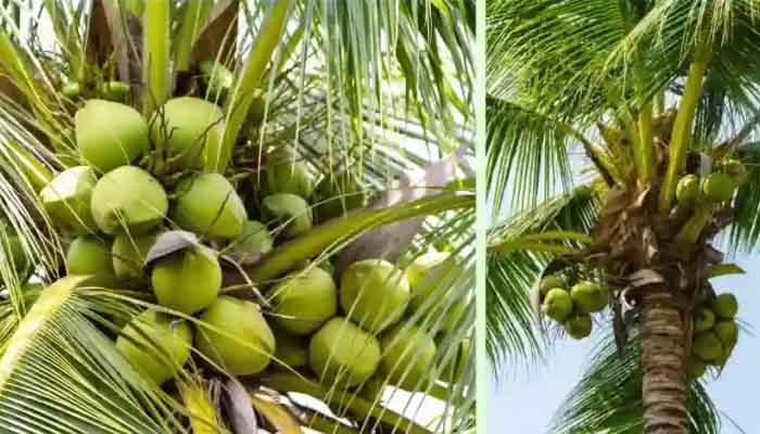 জলবায়ূর বিরুপ প্রভাব-পরিচর্যার অভাব, বাউফলে নারকেল ফলনে ধস