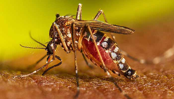 বরিশাল বিভাগে ১ দিনে ১৬০ ডেঙ্গু রোগী হাসপাতালে