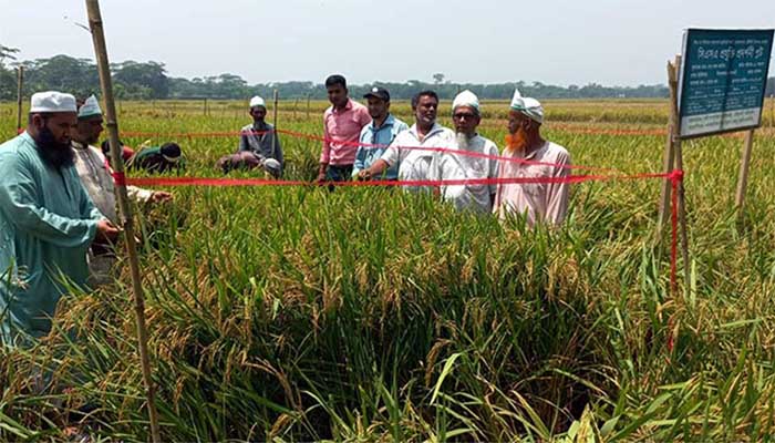 বরিশালের কৃষকের মাঝে সাড়া ফেলেছে‘ বঙ্গবন্ধু ধান-১০০’