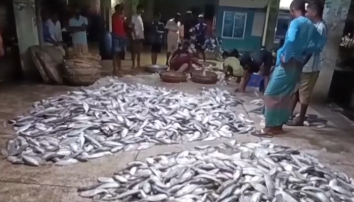 এক ট্রলারে ১০০ মণ ইলিশ