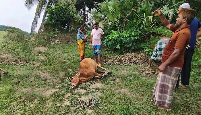 বজ্রপাতে মারা গেল কৃষকের গাভী