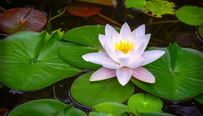 ‘শাপলা’র দাবি মান্নার, চাইছেন এনসিপিও 