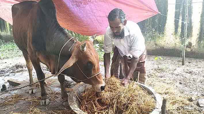 আদালতে মামলা তাই থানায় বন্দি গরু