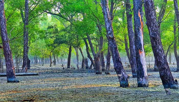 বৃহত্তম ম্যানগ্রোভ বন সুন্দরবনে বাড়ছে পর্যটকদের ভিড়